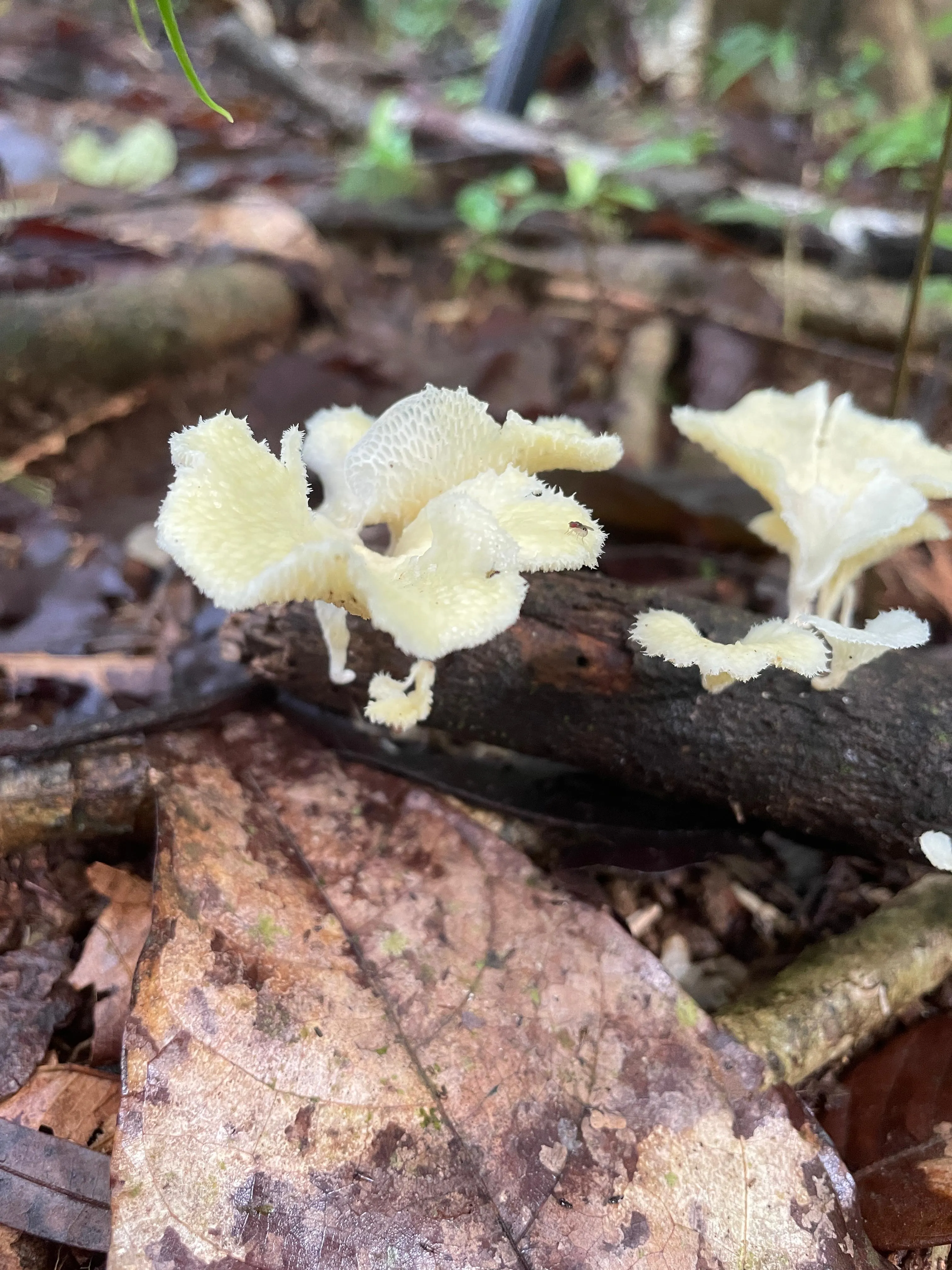 Favolus tenuiculus